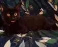 Petúnia
