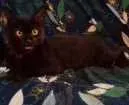 Gato raça indefinida idade 2 a 6 meses nome Petúnia