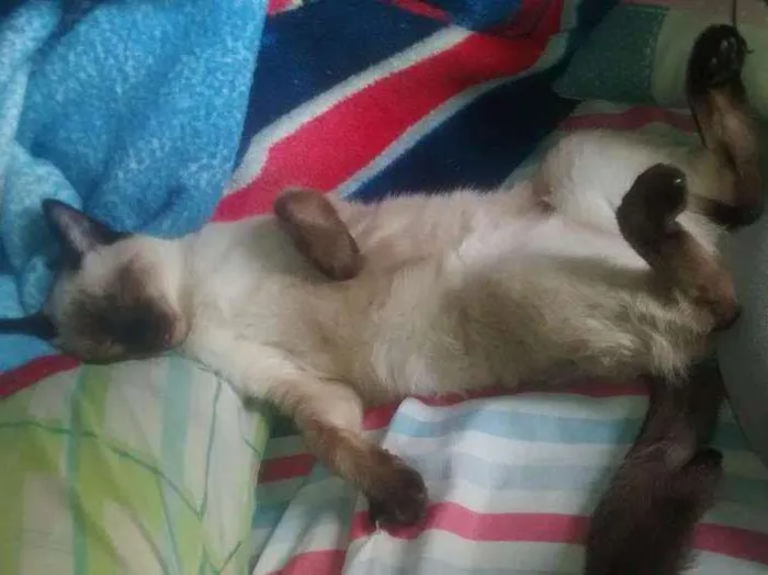 Gato ra a Siamês idade 7 a 11 meses nome Suzy