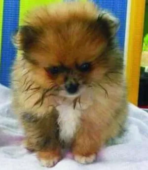 Cachorro raça Spitz alemão Lulu Lula da pome idade 2 a 6 meses nome Mel