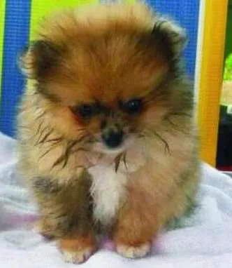 Cachorro ra a Spitz alemão Lulu Lula da pome idade 2 a 6 meses nome Mel