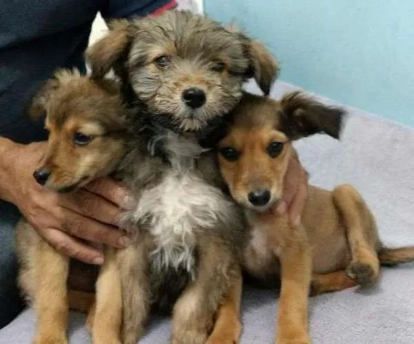 Cachorro ra a Mestiça  idade 2 a 6 meses nome Luna 