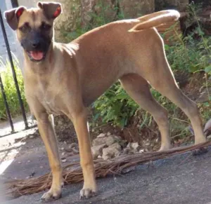 Cachorro raça indefinida  idade 2 a 6 meses nome Sem nome