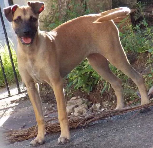 Cachorro ra a indefinida  idade 2 a 6 meses nome Sem nome
