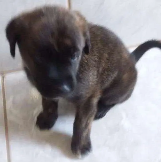 Cachorro ra a Mistura Pit Bull com chau chau idade Abaixo de 2 meses nome Jimi