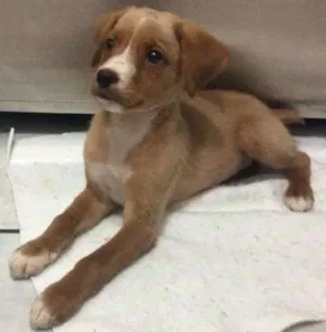 Gato raça  idade 2 a 6 meses nome Savvana