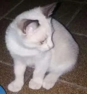 Gato ra a Sem raça definida idade 2 a 6 meses nome Sem nome