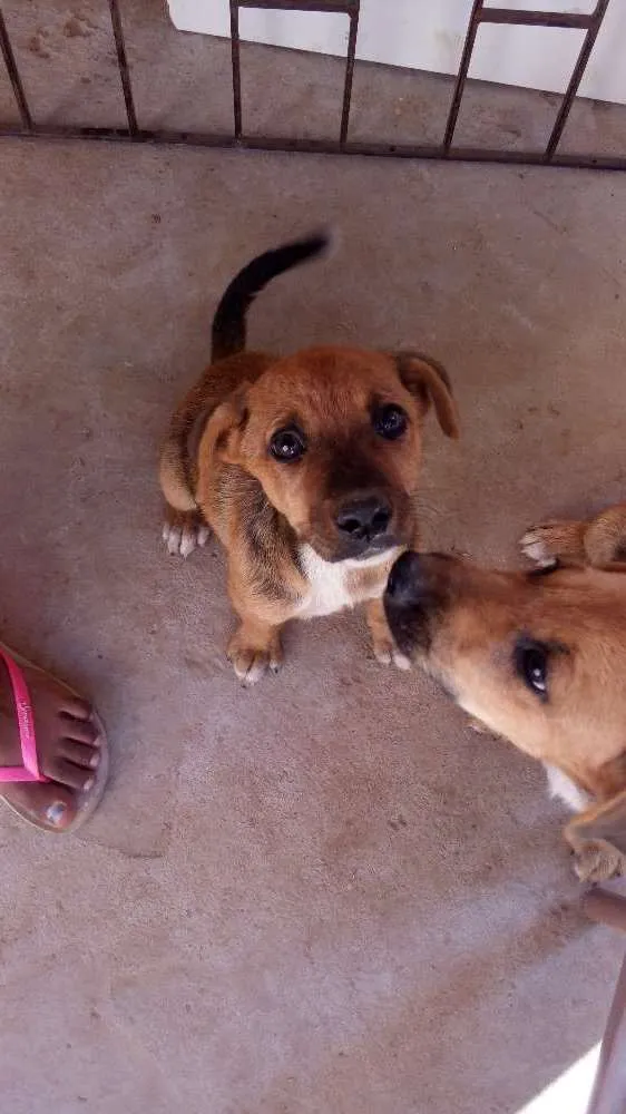 Cachorro ra a Vira Lata idade 2 a 6 meses nome Sisquinha