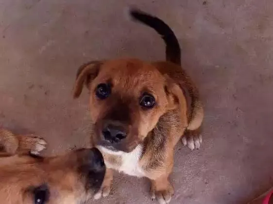 Cachorro ra a Vira Lata idade 2 a 6 meses nome Sisquinha