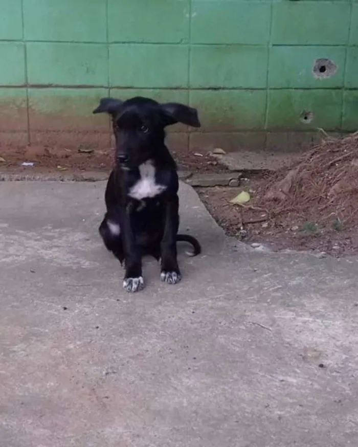 Cachorro ra a - idade 2 a 6 meses nome Pretinha