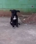 Pretinha