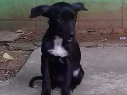 Cachorro ra a - idade 2 a 6 meses nome Pretinha