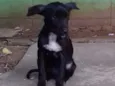Pretinha