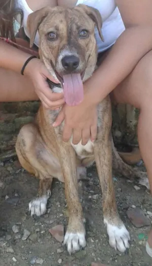 Cachorro raça SRD idade 7 a 11 meses nome Billy