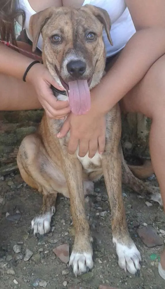 Cachorro ra a SRD idade 7 a 11 meses nome Billy