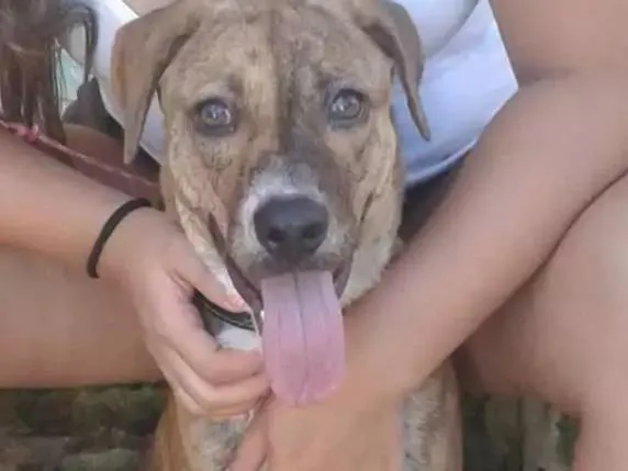 Cachorro ra a SRD idade 7 a 11 meses nome Billy