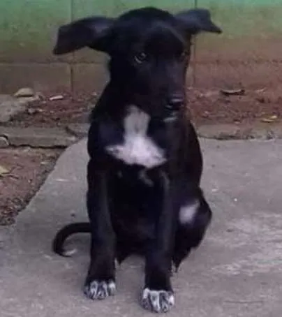 Cachorro ra a - idade 2 a 6 meses nome Pretinha