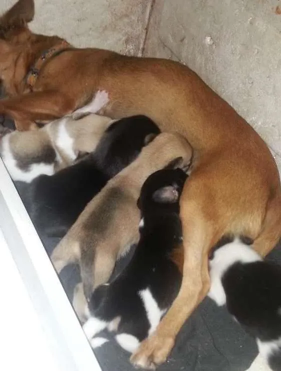 Cachorro ra a Vira lata idade 3 anos nome Nina