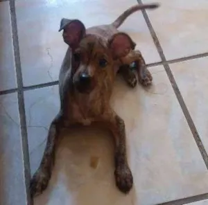 Cachorro raça SRD idade 2 a 6 meses nome Luna