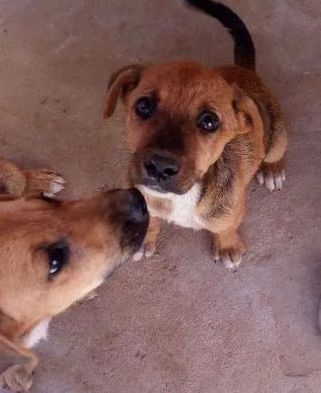 Cachorro ra a Vira Lata idade 2 a 6 meses nome Sisquinha