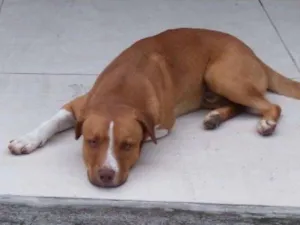 Cachorro raça Vira lata idade 2 anos nome Ainda não tem nome