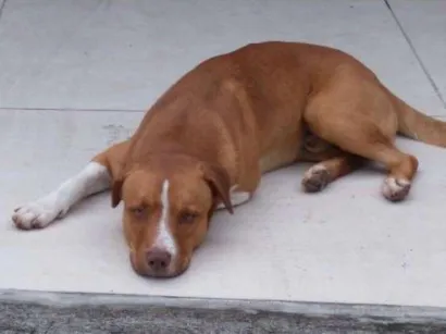 Cachorro raça Vira lata idade 2 anos nome Ainda não tem nome