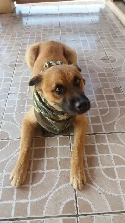 Cachorro raça Chow-chow com vira lata  idade 2 anos nome Luke