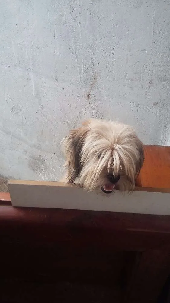 Cachorro raça Ioki chani misturado idade 1 ano nome Mel