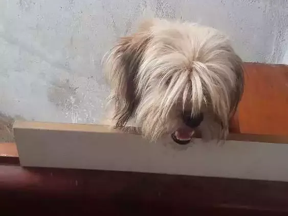 Cachorro raça Ioki chani misturado idade 1 ano nome Mel