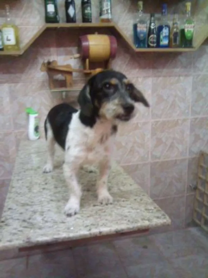 Cachorro raça fox paulistinha idade 7 a 11 meses nome Spock