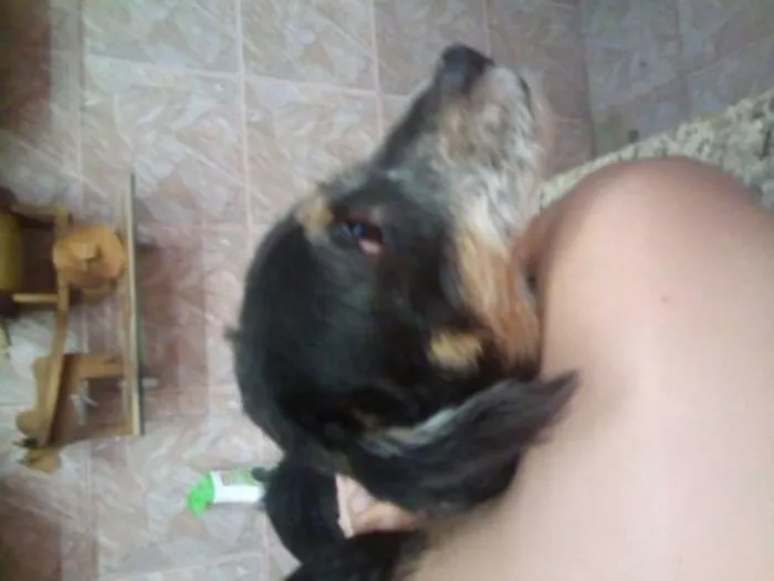 Cachorro raça fox paulistinha idade 7 a 11 meses nome Spock