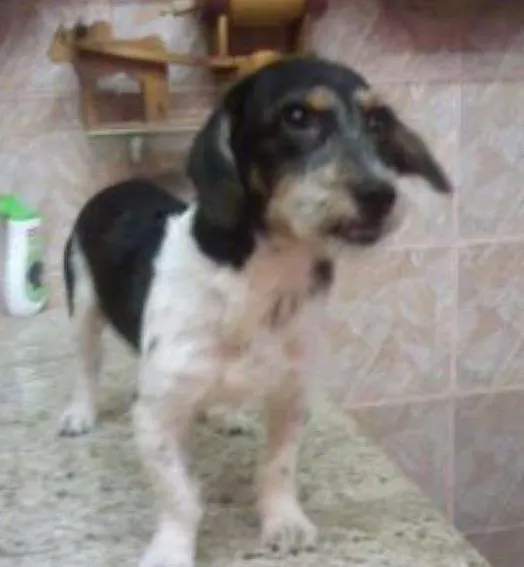 Cachorro raça fox paulistinha idade 7 a 11 meses nome Spock