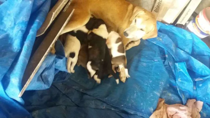 Cachorro raça Misturado idade Abaixo de 2 meses nome Não tem nome