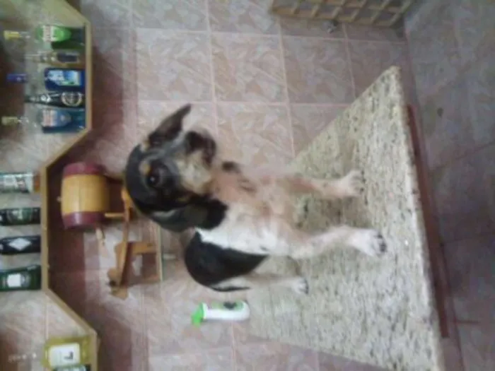 Cachorro ra a fox paulistinha idade 7 a 11 meses nome spock