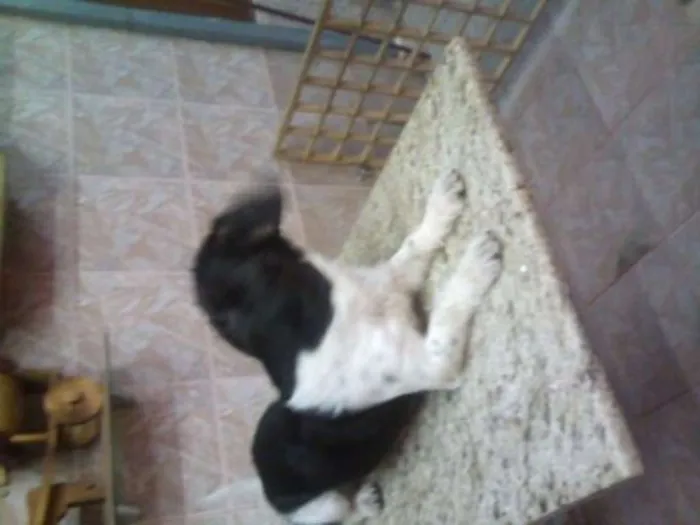 Cachorro ra a fox paulistinha idade 7 a 11 meses nome spock