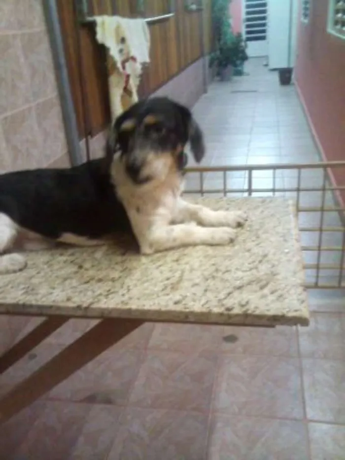 Cachorro ra a fox paulistinha idade 7 a 11 meses nome spock