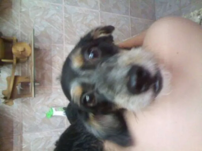 Cachorro ra a fox paulistinha idade 7 a 11 meses nome spock