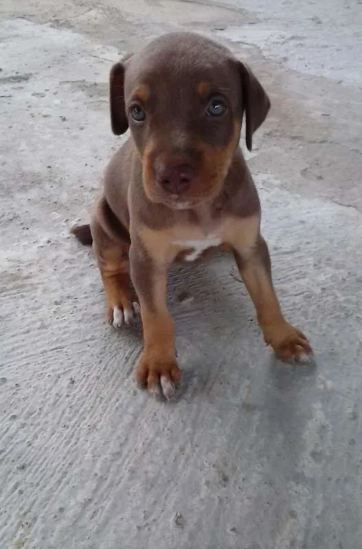 Cachorro ra a misturada idade Abaixo de 2 meses nome não tem 