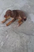 não tem