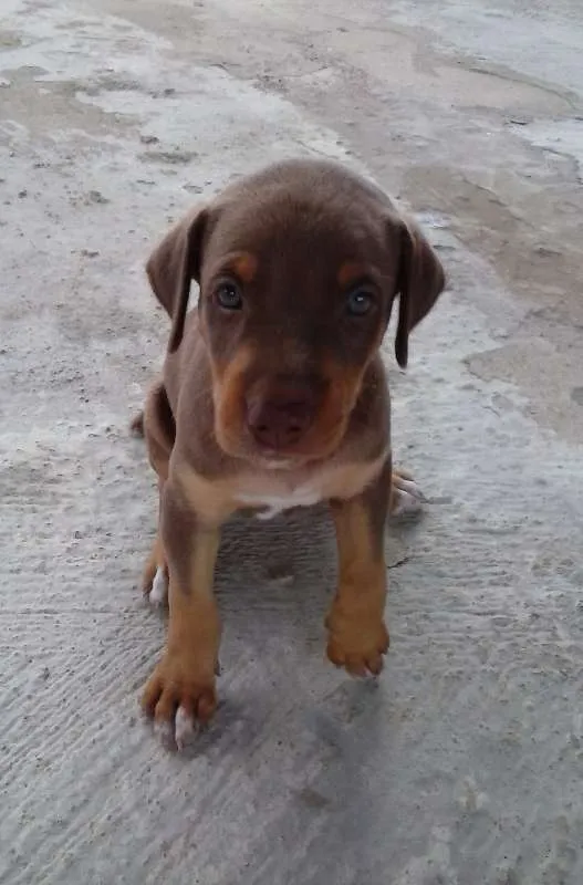 Cachorro ra a misturada idade Abaixo de 2 meses nome não tem 