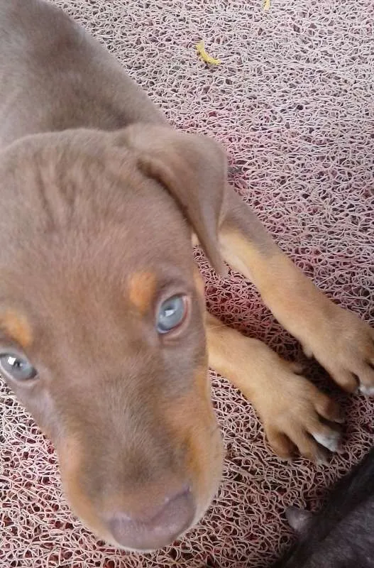 Cachorro ra a misturada idade Abaixo de 2 meses nome não tem 