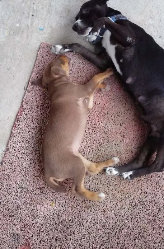 Cachorro ra a misturada idade Abaixo de 2 meses nome não tem 