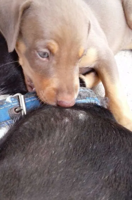 Cachorro ra a misturada idade Abaixo de 2 meses nome não tem 