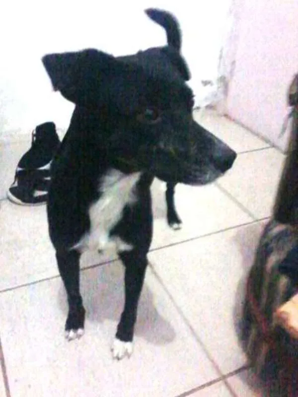 Cachorro ra a SRD idade 2 anos nome Logan