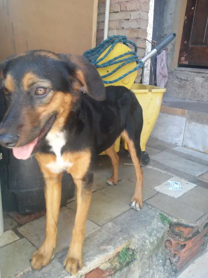Cachorro ra a Srd idade 2 a 6 meses nome Princesa