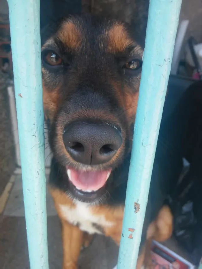 Cachorro ra a Srd idade 2 a 6 meses nome Princesa