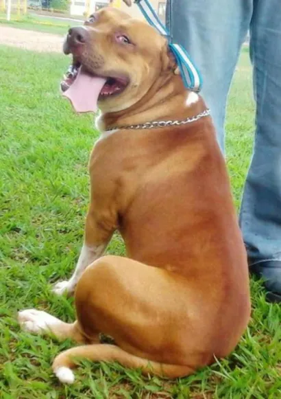 Cachorro raça Pit-Bull idade 6 ou mais anos nome lion