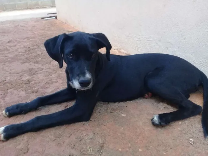 Cachorro raça Fila com vira-lata e viralata idade 2 a 6 meses nome Belly e mel