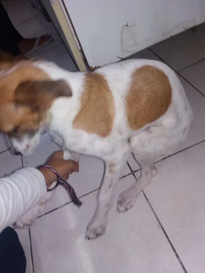 Cachorro raça Vira lata idade 7 a 11 meses nome Joli