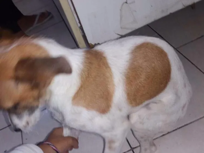 Cachorro raça Vira lata idade 7 a 11 meses nome Joli